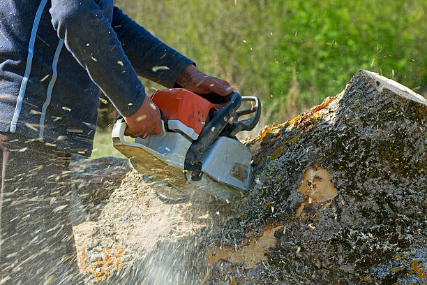 The Steps Involved in Our Tree Care Process in Rio Rancho Estates, NM